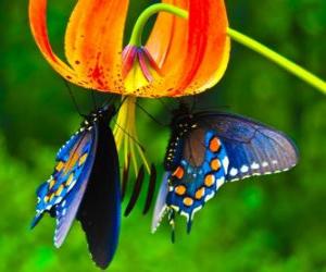 yapboz İki kelebekler bir çiçek